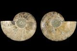 Cut & Polished, Agatized Ammonite Fossil - Madagascar #184143-1
